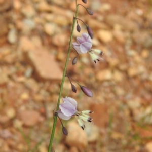 Arthropodium milleflorum at Brindabella National Park - 8 Dec 2023 10:23 AM