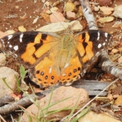 Vanessa kershawi (Australian Painted Lady) at Brindabella National Park - 8 Dec 2023 by JohnBundock