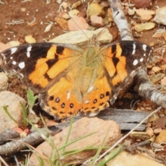 Vanessa kershawi (Australian Painted Lady) at Brindabella National Park - 7 Dec 2023 by JohnBundock