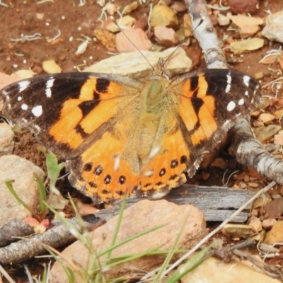 Vanessa kershawi (Australian Painted Lady) at Uriarra, NSW - 7 Dec 2023 by JohnBundock