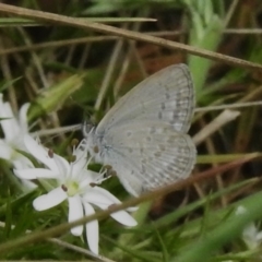 Zizina otis (Common Grass-Blue) at Uriarra, NSW - 7 Dec 2023 by JohnBundock