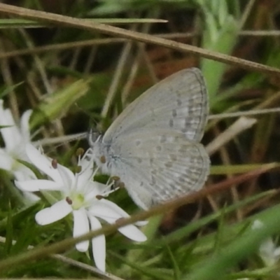 Zizina otis (Common Grass-Blue) at Brindabella National Park - 8 Dec 2023 by JohnBundock