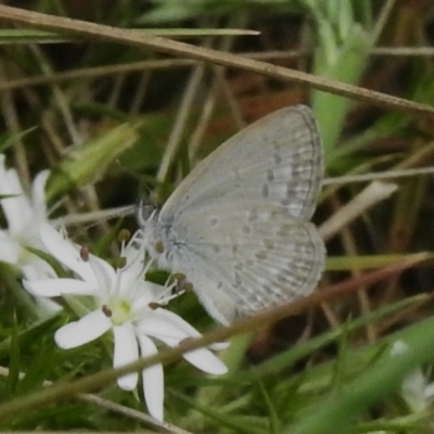Zizina otis (Common Grass-Blue) at Brindabella National Park - 7 Dec 2023 by JohnBundock