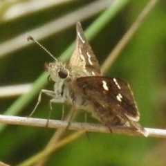 Pasma tasmanica at Brindabella National Park - 8 Dec 2023 10:52 AM