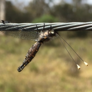 Suhpalacsa sp. (genus) at Gang Gang at Yass River - 30 Nov 2023