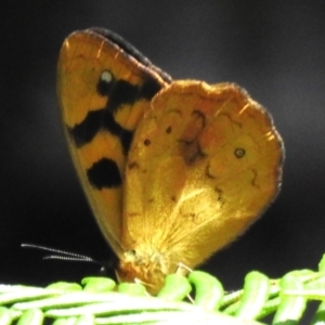 Heteronympha solandri at Namadgi National Park - 8 Dec 2023