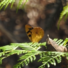Heteronympha solandri at Namadgi National Park - 8 Dec 2023