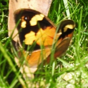 Heteronympha merope at Namadgi National Park - 8 Dec 2023