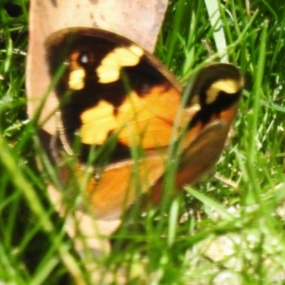 Heteronympha merope (Common Brown Butterfly) at Cotter River, ACT - 8 Dec 2023 by JohnBundock