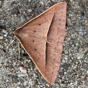 Epidesmia chilonaria at Russell, ACT - 8 Dec 2023