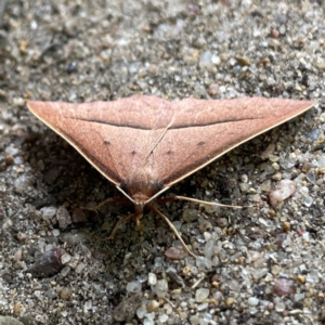 Epidesmia chilonaria at Russell, ACT - 8 Dec 2023 02:36 PM