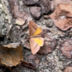 Epidesmia chilonaria at Russell, ACT - 8 Dec 2023 02:36 PM