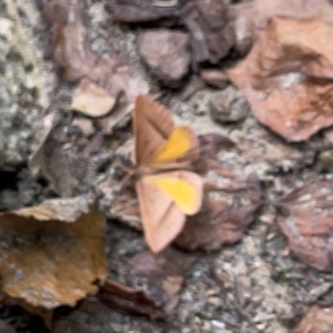 Epidesmia chilonaria at Russell, ACT - 8 Dec 2023 02:36 PM