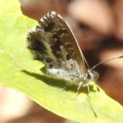 Neolucia agricola (Fringed Heath-blue) at Cotter River, ACT - 8 Dec 2023 by JohnBundock