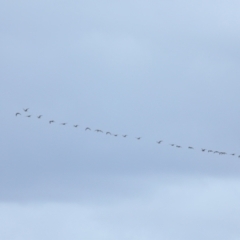 Numenius madagascariensis (Eastern Curlew) at Wellington Point, QLD - 19 Nov 2023 by TimL