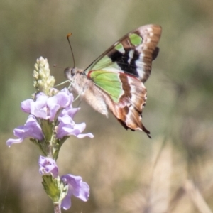 Graphium macleayanum at Namadgi National Park - 15 Nov 2023 10:32 AM