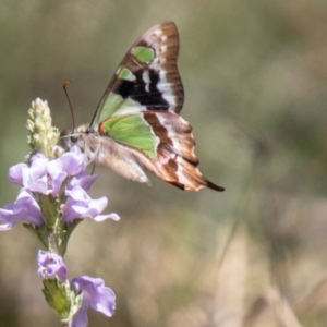 Graphium macleayanum at Namadgi National Park - 15 Nov 2023