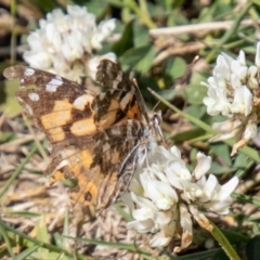 Vanessa kershawi (Australian Painted Lady) at Namadgi National Park - 15 Nov 2023 by SWishart