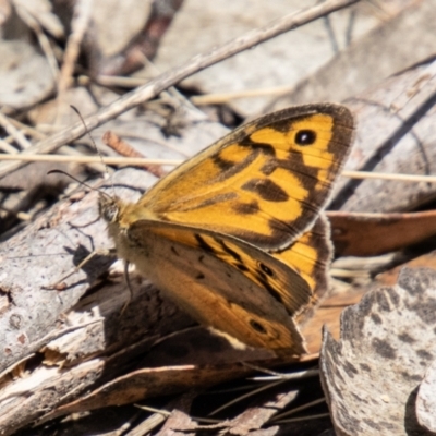 Heteronympha merope (Common Brown Butterfly) at Cotter River, ACT - 14 Nov 2023 by SWishart