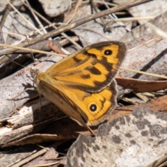 Heteronympha merope at Namadgi National Park - 15 Nov 2023 10:40 AM