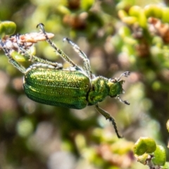 Diphucephala elegans (Green scarab beetle) at Namadgi National Park - 15 Nov 2023 by SWishart