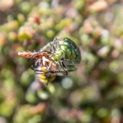 Diphucephala sp. (genus) at Namadgi National Park - 15 Nov 2023