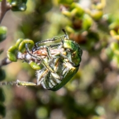 Diphucephala sp. (genus) at Namadgi National Park - 15 Nov 2023