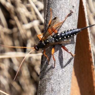 Echthromorpha intricatoria (Cream-spotted Ichneumon) at Cotter River, ACT - 15 Nov 2023 by SWishart