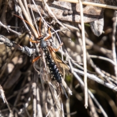 Echthromorpha intricatoria at Namadgi National Park - 15 Nov 2023 11:03 AM