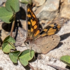 Argynnina cyrila (Forest brown, Cyril's brown) at Cotter River, ACT - 15 Nov 2023 by SWishart