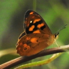 Heteronympha solandri (Solander's Brown) at Cotter River, ACT - 8 Dec 2023 by JohnBundock