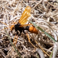 Cryptocheilus bicolor (Orange Spider Wasp) at Cotter River, ACT - 15 Nov 2023 by SWishart