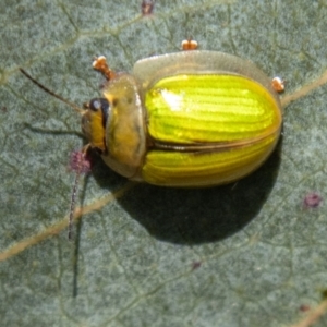 Paropsisterna hectica at Namadgi National Park - 15 Nov 2023