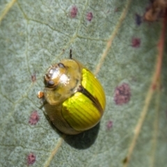 Paropsisterna hectica at Namadgi National Park - 15 Nov 2023