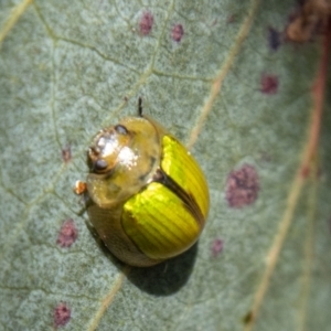 Paropsisterna hectica at Namadgi National Park - 15 Nov 2023