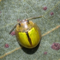 Paropsisterna hectica at Namadgi National Park - 15 Nov 2023 12:09 PM