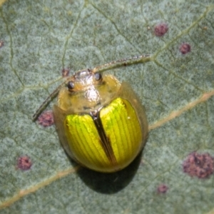 Paropsisterna hectica at Namadgi National Park - 15 Nov 2023