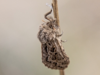 Oncopera alpina (Alpine Corbie) at Namadgi National Park - 15 Nov 2023 by SWishart