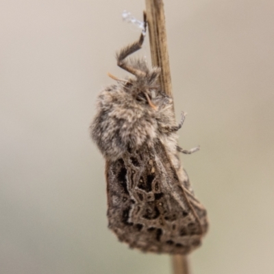 Oncopera alpina (Alpine Corbie) at Cotter River, ACT - 15 Nov 2023 by SWishart