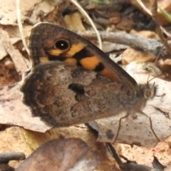 Geitoneura klugii (Marbled Xenica) at Cotter River, ACT - 8 Dec 2023 by JohnBundock