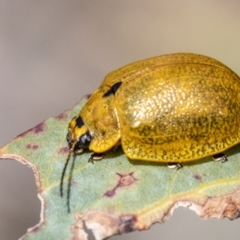 Paropsisterna cloelia (Eucalyptus variegated beetle) at Cotter River, ACT - 15 Nov 2023 by SWishart