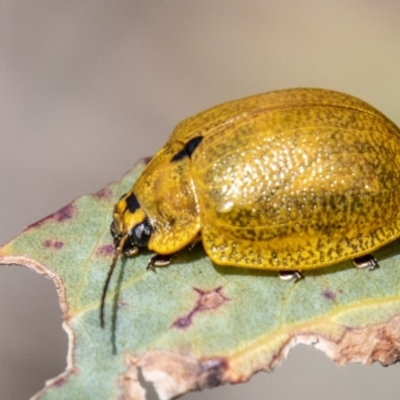 Paropsisterna cloelia (Eucalyptus variegated beetle) at Namadgi National Park - 15 Nov 2023 by SWishart