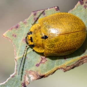 Paropsisterna cloelia at Namadgi National Park - 15 Nov 2023