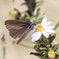 Candalides heathi (Rayed Blue) at Cotter River, ACT - 15 Nov 2023 by SWishart