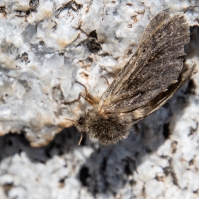 Oncopera alpina (Alpine Corbie) at Cotter River, ACT - 15 Nov 2023 by SWishart