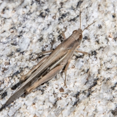 Schizobothrus flavovittatus (Disappearing Grasshopper) at Cotter River, ACT - 15 Nov 2023 by SWishart
