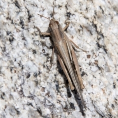 Schizobothrus flavovittatus at Namadgi National Park - 15 Nov 2023 12:47 PM