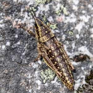 Monistria concinna at Namadgi National Park - 15 Nov 2023