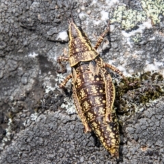 Monistria concinna at Namadgi National Park - 15 Nov 2023 01:55 PM