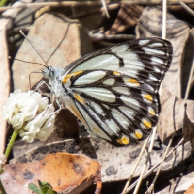 Belenois java (Caper White) at Cotter River, ACT - 15 Nov 2023 by SWishart